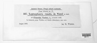 Leptosphaeria rimalis image